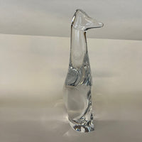 Hoya Crystal Giraffe