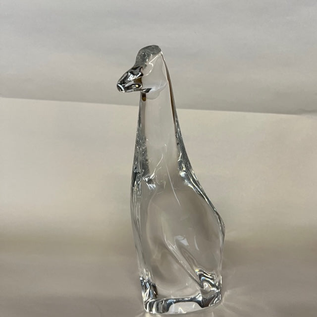 Hoya Crystal Giraffe